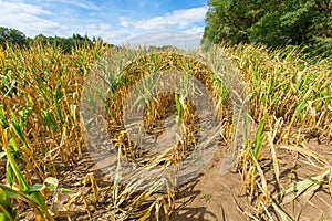 Damage in agriculture dried corn plants in summer