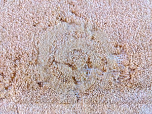 Damage caused by carpet moths photo