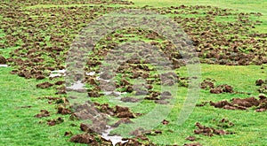 Damage Caused by Feral Hog Rooting