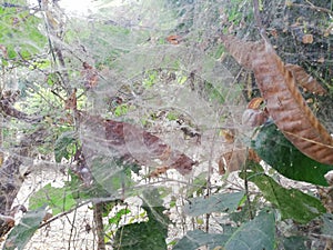 Damage caused by spider webs in fruit trees in Colombia