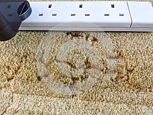 Damage caused to carpet by moths infestation photo