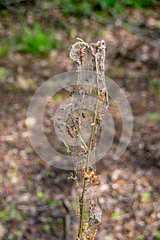 Damage, defoliation and deforestation caused by high numbers of winter moth Operophtera brumata caterpillars