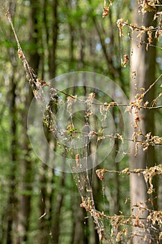 Damage, defoliation and deforestation caused by high numbers of winter moth Operophtera brumata caterpillars