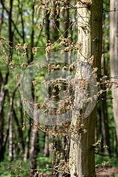 Damage, defoliation and deforestation caused by high numbers of winter moth Operophtera brumata caterpillars