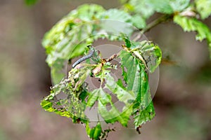 Damage, defoliation and deforestation caused by high numbers of winter moth Operophtera brumata caterpillars photo