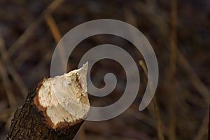 Damage done by a beaver to a tree trunk near a river