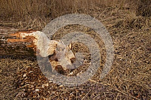 Damage done by a beaver to a tree trunk near a river
