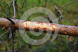 Damage on a fallen pine caused by moose