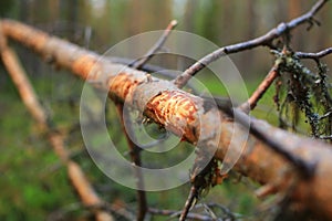 Damage on a fallen pine caused by moose