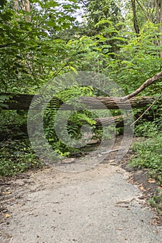 Damage with fallen trees blocking a path after a storm in Berlin