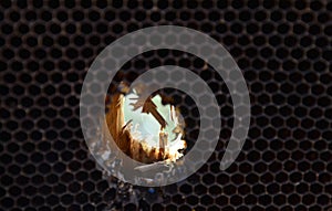 Damage hive woodpecker bird pecking at the wall of a wooden hive made of planks. a hungry bird has no food in winter and hears bee