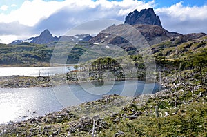 Damage made by beavers and beaver dam in Dientes de Navarino, Isla Navarino, Chile photo