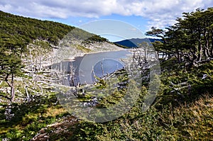 Damage made by beavers and beaver dam in Dientes de Navarino, Isla Navarino, Chile photo