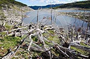 Damage made by beavers and beaver dam in Dientes de Navarino, Isla Navarino, Chile photo
