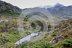 Damage made by beavers and beaver dam in Dientes de Navarino, Isla Navarino, Chile photo