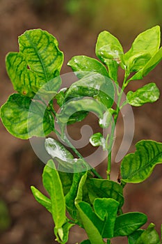 Damage marked of Citrus Mealybug insect pest on lime leaf