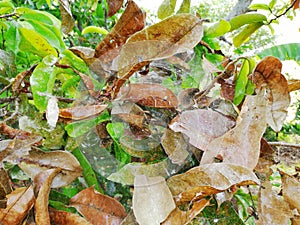 Damage by spiders in fruit trees photo