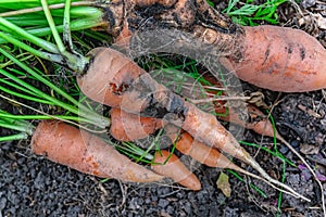 Damage to carrots caused by the larva of the carrot fly. Protect the pests of the garden