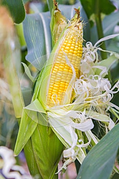 Damage to corn crop.