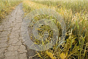Dry cracked incinerated earth and grass photo
