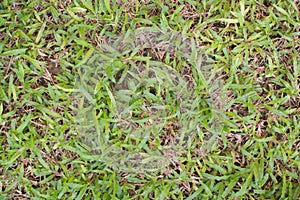 Damage to green lawns