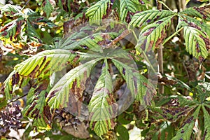 Damage to the leaves of the chestnut miner moth Cameraria ohridella .