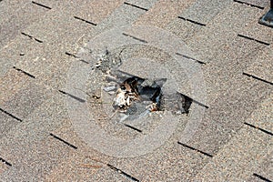Roof damage from tree falling