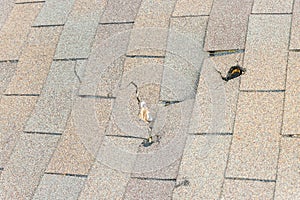 Roof damage from tree falling
