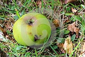Damaged apple on the ground
