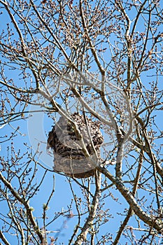 Damaged Asian hornet nest on tree