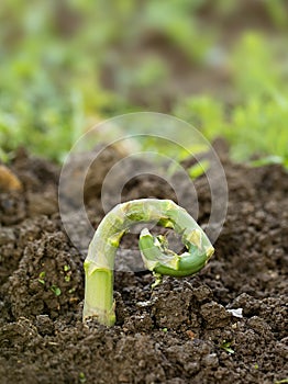 Damaged asparagus