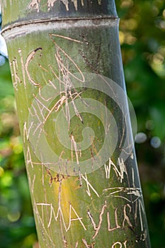 Damaged bamboo in a botanical garden, vandalism concept