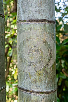 Damaged bamboo in a botanical garden, vandalism concept