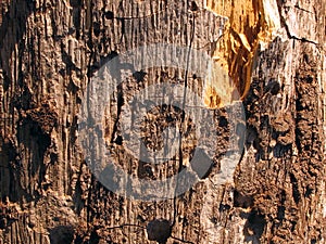 Damaged bark on a tree