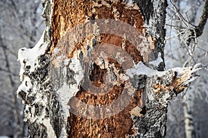 Damaged birch tree bark close-up