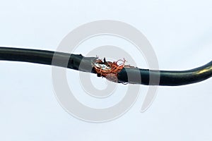 Damaged black electric cord on white background