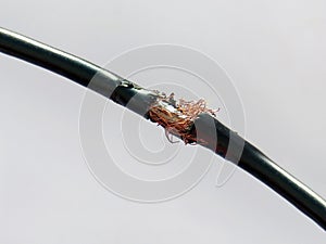 Damaged black electric cord on white background. Dangerous broken electrical cable