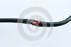 Damaged black electric cord on white background