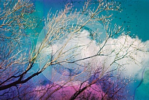 Damaged and blurry photo of Tree branches against the sky background.  Stains and scratches