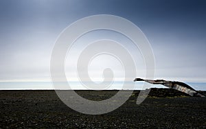 Damaged bridge in Iceland