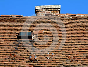 Damaged brown clay tile roof with missing and displaced pieces