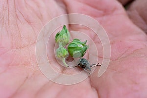 Damaged buds and weevil bug on opened palm. Insect is injuring strawberry harvest,
