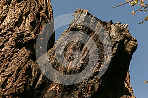 Damaged and burnt tree bark.