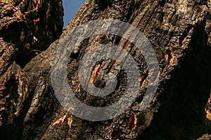 Damaged and burnt tree bark.