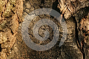 Damaged and burnt tree bark.