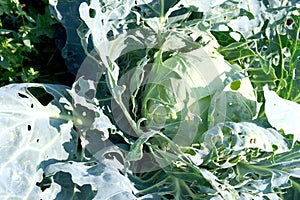 Damaged Cabbage Eaten by Caterpillars