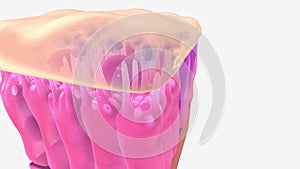 Damaged cilia can\'t do their job of sweeping dirt and mucus out of your lungs