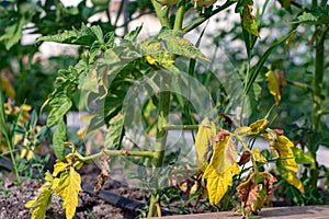 damaged by disease and pests of fall leaves and fruits of tomato