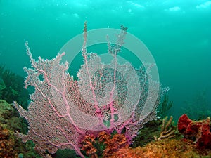 Damaged Fan Coral