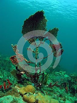 Damaged Fan Coral